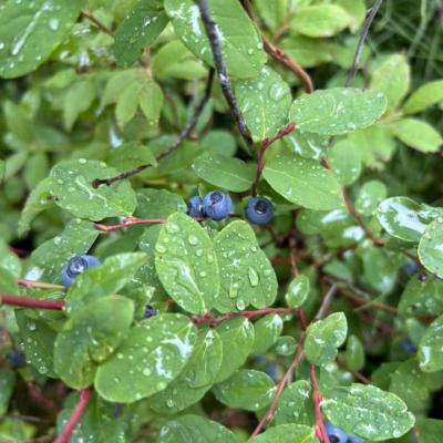 Wild Berries In Alberta Forest