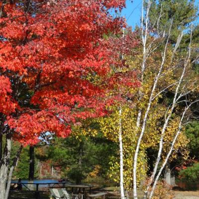 Autumn Maples And Birch Trees