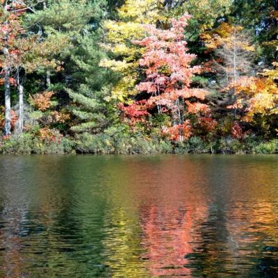 Colorful Autumn Forest Reflections