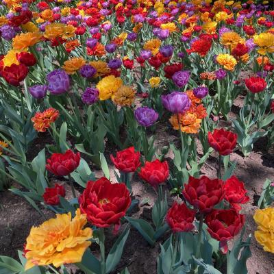 Field Of Colorful Tulips