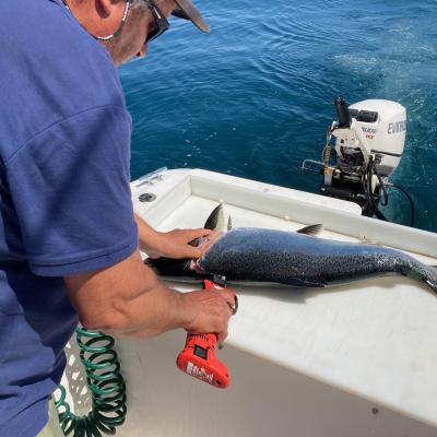 Filleting A Salmon On Boat