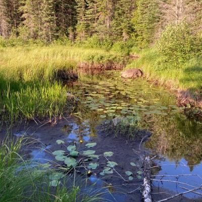 Lily Pads In Forest Stream