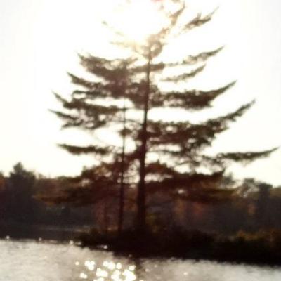Lone Pine Tree On Water