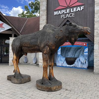 Niagara Falls Moose