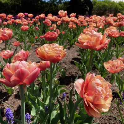 Orange And Pink Peony Tulips