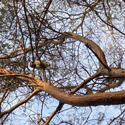 Owl Hiding In Pine Tree