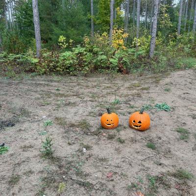 Pumpkins In Forest Clearing