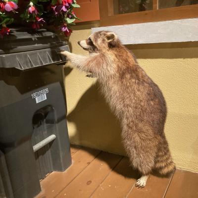 Raccoon Looking In Trash Bin