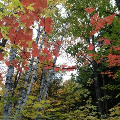 Red And Yellow Maple Leaves