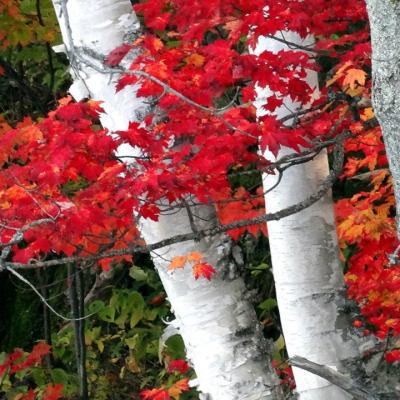 Red Maple Leaves On Birch