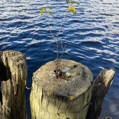 Sapling Growing From Stump