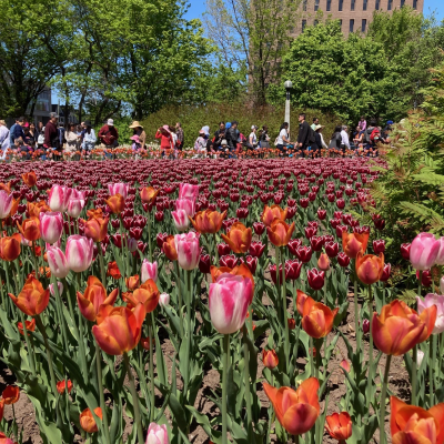 Tulip Garden With Buildings