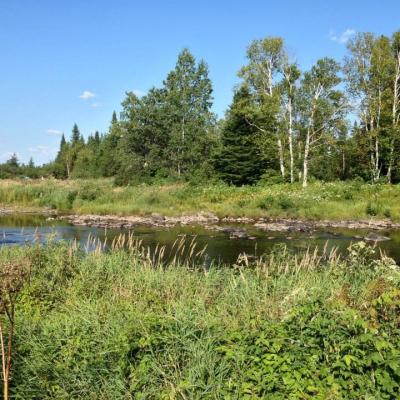River Flowing Through Forest