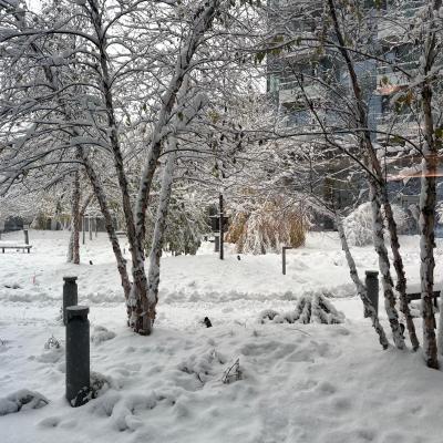 Snowy Neighbourhood Montreal