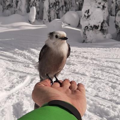 A Bird In Hand