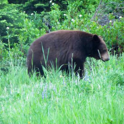 Brown Bear Looking For Berries Silverstar Mountain Vernon Bristish Columbia