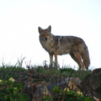 Coyote At Silverstar Mountain Vernon British Columbia