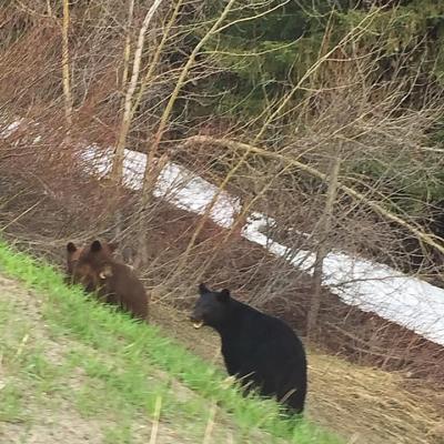 Family Of Bears Looking For Food Vernon British Columbia