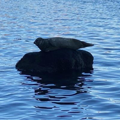 Harbor Seal On Rock