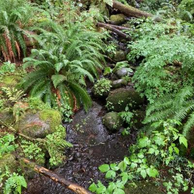 Lush Ferns And Forest Stream