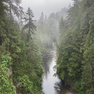 Misty River In Forest Canyon