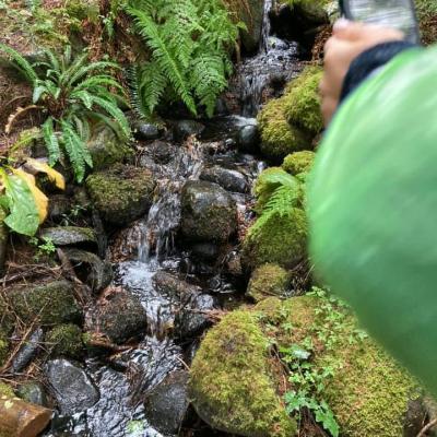 Mossy Forest Waterfall