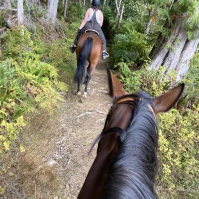Person Horseback Riding In Forest