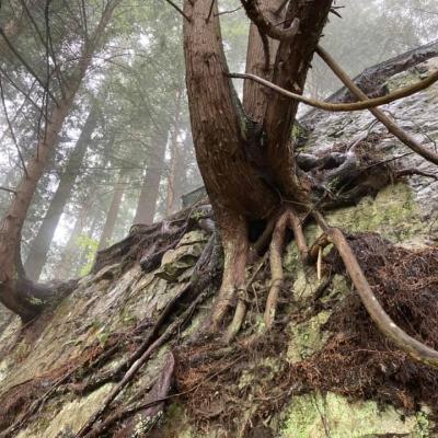 Rainforest Roots In Bc