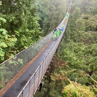 Suspension Bridge In Rainforest