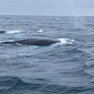 Whale Back In Open Water
