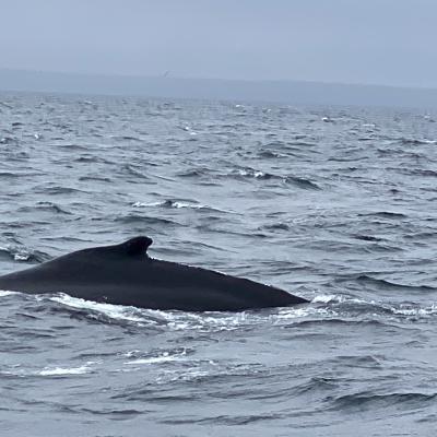 Whale Back Surfacing